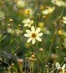 Quirlblättriges Garten-Mädchenauge - Coreopsis verticillata 'Moonbeam'