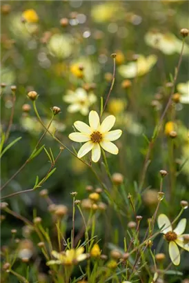 Quirlblättriges Garten-Mädchenauge - Coreopsis verticillata 'Moonbeam'