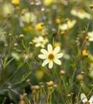 Quirlblättriges Garten-Mädchenauge - Coreopsis verticillata 'Moonbeam'