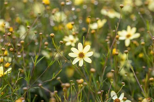 Quirlblättriges Garten-Mädchenauge - Coreopsis verticillata 'Moonbeam'