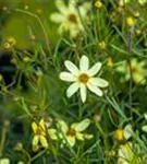 Quirlblättriges Garten-Mädchenauge - Coreopsis verticillata 'Moonbeam'