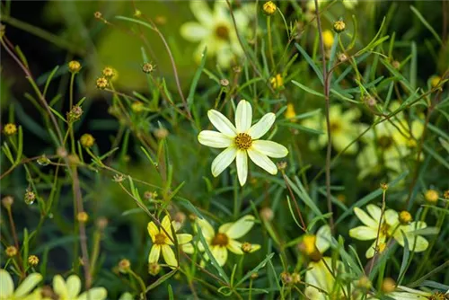 Quirlblättriges Garten-Mädchenauge - Coreopsis verticillata 'Moonbeam'