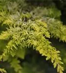 Hinoki-Scheinzypresse - Chamaecyparis obtusa