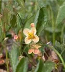 Warley-Garten-Elfenblume - Epimedium x warleyense 'Orangekönigin'