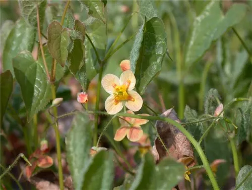 Warley-Garten-Elfenblume - Epimedium x warleyense 'Orangekönigin'