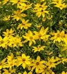 Quirlblättriges Garten-Mädchenauge - Coreopsis verticillata 'Zagreb'