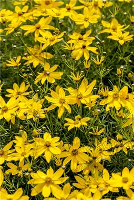 Quirlblättriges Garten-Mädchenauge - Coreopsis verticillata 'Zagreb'