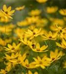 Quirlblättriges Garten-Mädchenauge - Coreopsis verticillata 'Zagreb'