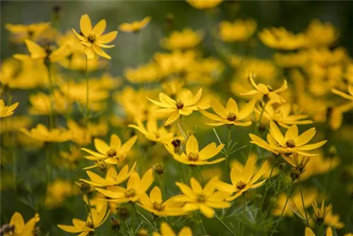 Quirlblättriges Garten-Mädchenauge - Coreopsis verticillata 'Zagreb'