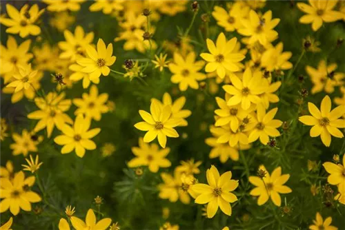 Quirlblättriges Garten-Mädchenauge - Coreopsis verticillata 'Zagreb'