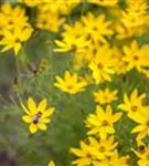 Quirlblättriges Garten-Mädchenauge - Coreopsis verticillata 'Zagreb'