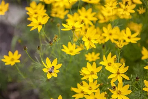 Quirlblättriges Garten-Mädchenauge - Coreopsis verticillata 'Zagreb'