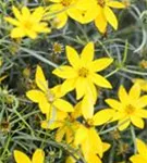 Quirlblättriges Garten-Mädchenauge - Coreopsis verticillata 'Zagreb'