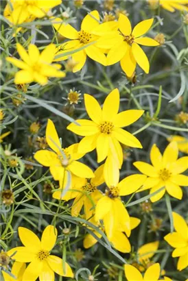 Quirlblättriges Garten-Mädchenauge - Coreopsis verticillata 'Zagreb'