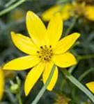 Quirlblättriges Garten-Mädchenauge - Coreopsis verticillata 'Zagreb'