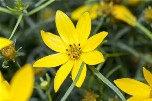 Quirlblättriges Garten-Mädchenauge - Coreopsis verticillata 'Zagreb'