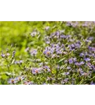 Großblättrige Garten-Aster - Aster x herveyi 'Twilight'