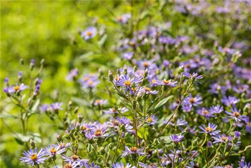 Großblättrige Garten-Aster - Aster x herveyi 'Twilight'