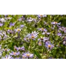 Großblättrige Garten-Aster - Aster x herveyi 'Twilight'