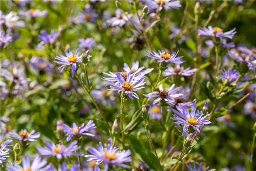 Großblättrige Garten-Aster - Aster x herveyi 'Twilight'