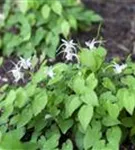 Zierliche Garten-Elfenblume - Epimedium x youngianum 'Niveum'