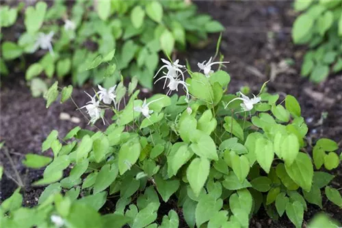 Zierliche Garten-Elfenblume - Epimedium x youngianum 'Niveum'