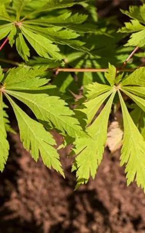 Acer japonicum 'Aconitifolium'