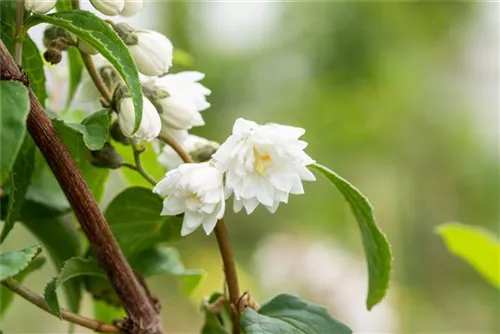 Gefüllter Sternchenstrauch - Deutzia scabra 'Plena'