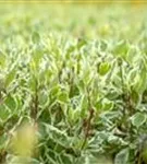 Weißbunter Hartriegel - Cornus alba 'Elegantissima' - Wildgehölze