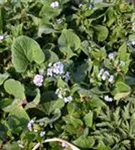 Garten-Kaukasusvergissmeinnicht - Brunnera macrophylla 'Langtrees'