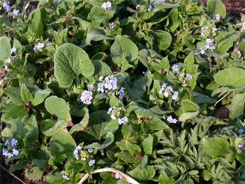 Garten-Kaukasusvergissmeinnicht - Brunnera macrophylla 'Langtrees'