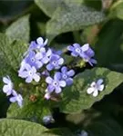 Garten-Kaukasusvergissmeinnicht - Brunnera macrophylla 'Langtrees'