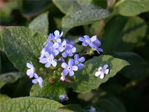 Garten-Kaukasusvergissmeinnicht - Brunnera macrophylla 'Langtrees'