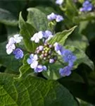 Garten-Kaukasusvergissmeinnicht - Brunnera macrophylla 'Langtrees'