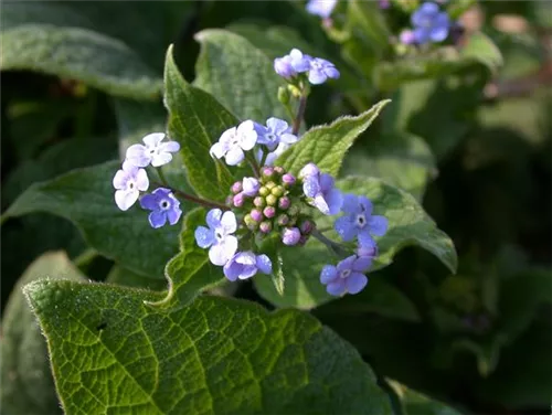 Garten-Kaukasusvergissmeinnicht - Brunnera macrophylla 'Langtrees'