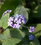 Garten-Kaukasusvergissmeinnicht - Brunnera macrophylla 'Langtrees'