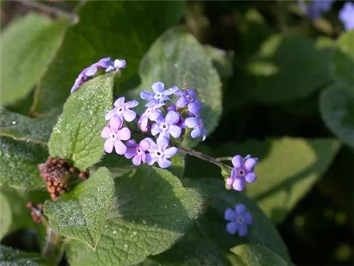 Garten-Kaukasusvergissmeinnicht - Brunnera macrophylla 'Langtrees'