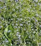 Garten-Kaukasusvergissmeinnicht - Brunnera macrophylla 'Langtrees'