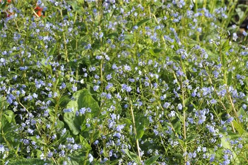 Garten-Kaukasusvergissmeinnicht - Brunnera macrophylla 'Langtrees'