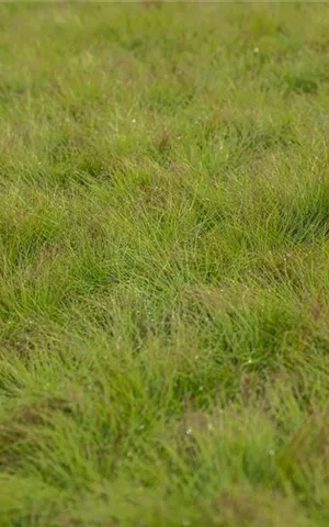 Festuca amethystina