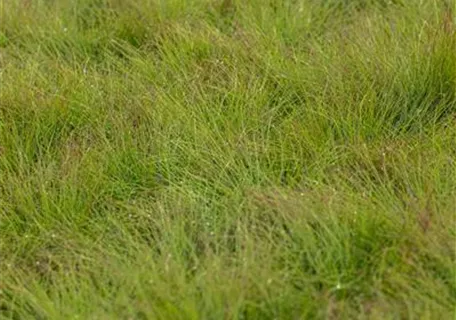 Festuca amethystina - Amethyst-Schwingel