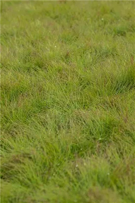 Amethyst-Schwingel - Festuca amethystina