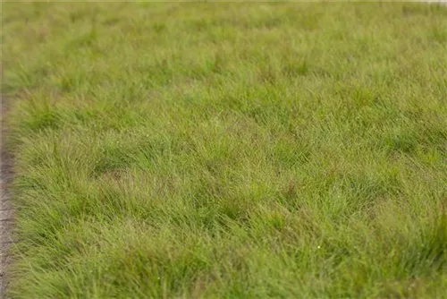 Amethyst-Schwingel - Festuca amethystina