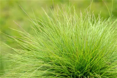 Amethyst-Schwingel - Festuca amethystina