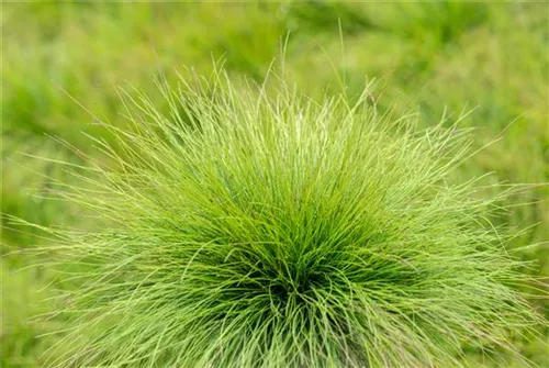 Amethyst-Schwingel - Festuca amethystina