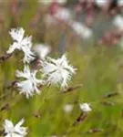 Sand-Nelke - Dianthus arenarius