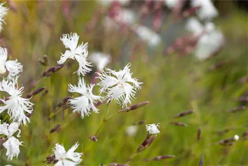 Sand-Nelke - Dianthus arenarius