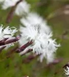 Sand-Nelke - Dianthus arenarius