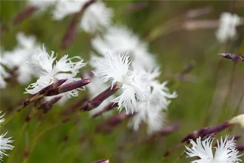 Sand-Nelke - Dianthus arenarius