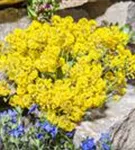 Garten-Berg-Steinkraut - Alyssum montanum 'Berggold'